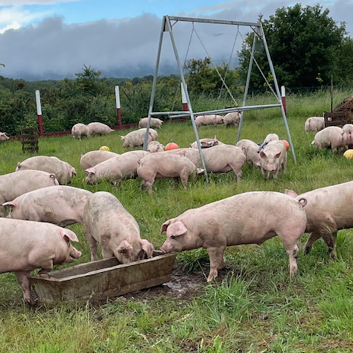 コーレン グランレゼルヴァ・セラーノハム骨付